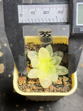 Load image into Gallery viewer, Haworthia variegated

