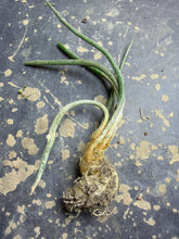 Load image into Gallery viewer, Astrophytum caput-medusae
