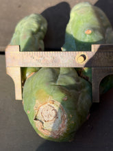 Load image into Gallery viewer, Echinopsis lageniformis f. monstruosa
