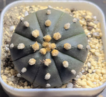 Load image into Gallery viewer, Astrophytum Asterias &#39;Purple&#39;
