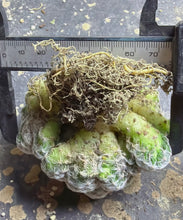 Load image into Gallery viewer, Mammillaria humboldtii
