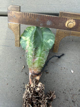 Load image into Gallery viewer, Astrophytum myriostigma variegated
