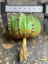 Load image into Gallery viewer, Euphorbia Meloformis subsp. Valida
