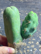 Load image into Gallery viewer, Echinopsis lageniformis f. monstruosa
