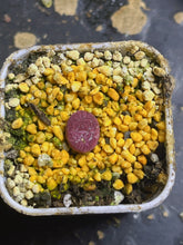 Load image into Gallery viewer, conophytum witterbergense X Conophytum ficiforme
