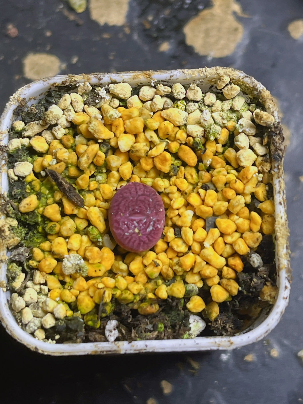 conophytum witterbergense X Conophytum ficiforme