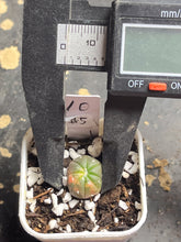 Load image into Gallery viewer, Astrophytum asterias Variegated
