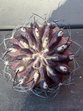 Load image into Gallery viewer, Gymnocalycium bruchii

