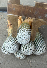 Load image into Gallery viewer, Turbinicarpus pseudopectinatus（each）
