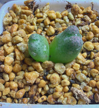 Load image into Gallery viewer, Conophytum marginatum ssp.
