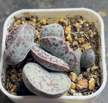 Load image into Gallery viewer, Adromischus
