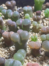 Load image into Gallery viewer, Conophytum Friedrichiae （each）
