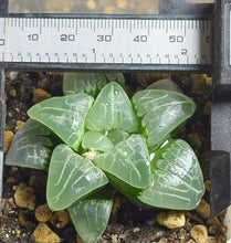 Load image into Gallery viewer, Haworthia
