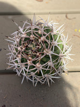 Load image into Gallery viewer, Gymnocalycium ambatoense
