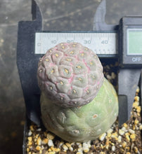 Load image into Gallery viewer, Tephrocactus geometricus
