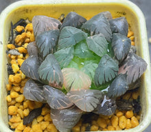 Load image into Gallery viewer, Haworthia variegated
