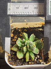 Load image into Gallery viewer, Crassula ausensis ssp.titanopsis
