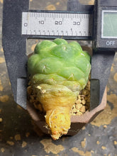 Load image into Gallery viewer, CORYPHANTHA ELEPHANTIDENS CV. INERMIS

