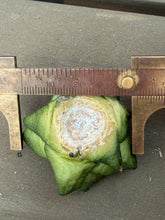 Load image into Gallery viewer, Ariocarpus fissuratus var. hintonii
