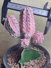 Load image into Gallery viewer, Euphorbia abdelkuri Variegated

