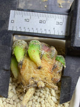 Load image into Gallery viewer, Sulcorebutia
