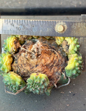 Load image into Gallery viewer, Euphorbia Meloformis subsp. Valida
