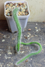 Load image into Gallery viewer, Monkey tail
