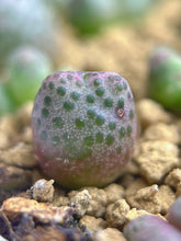 Load image into Gallery viewer, Conophytum marginatum ssp.
