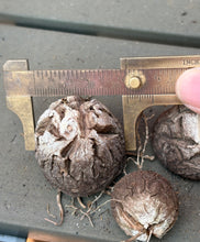 Load image into Gallery viewer, Dioscorea elephantipes（a set)

