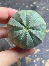 Load image into Gallery viewer, Euphorbia obesa
