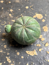 Load image into Gallery viewer, Euphorbia obesa
