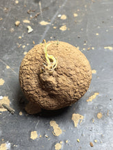 Load image into Gallery viewer, Stephania erecta
