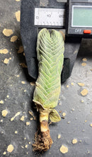 Load image into Gallery viewer, Crassula cv. Buddha&#39;S Temple
