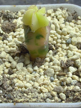 Load image into Gallery viewer, Astrophytum myriostigma variegated
