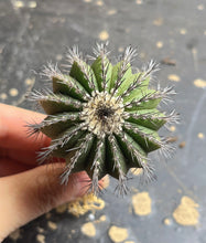 Load image into Gallery viewer, Uebelmannia
