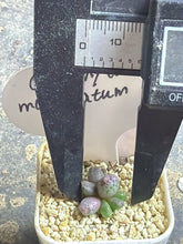 Load image into Gallery viewer, Conophytum marginatum ssp.
