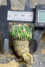 Load image into Gallery viewer, Stenocactus phyllacanthus

