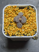 Load image into Gallery viewer, Conophytum minimum wittebergense
