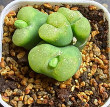 Load image into Gallery viewer, Conophytum Maughanii

