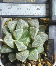 Load image into Gallery viewer, Haworthia
