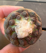 Load image into Gallery viewer, Copiapoa hypogea (Lizard skin)
