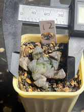 Load image into Gallery viewer, Haworthia variegated

