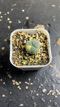Load image into Gallery viewer, Lophophora peyote Variegated

