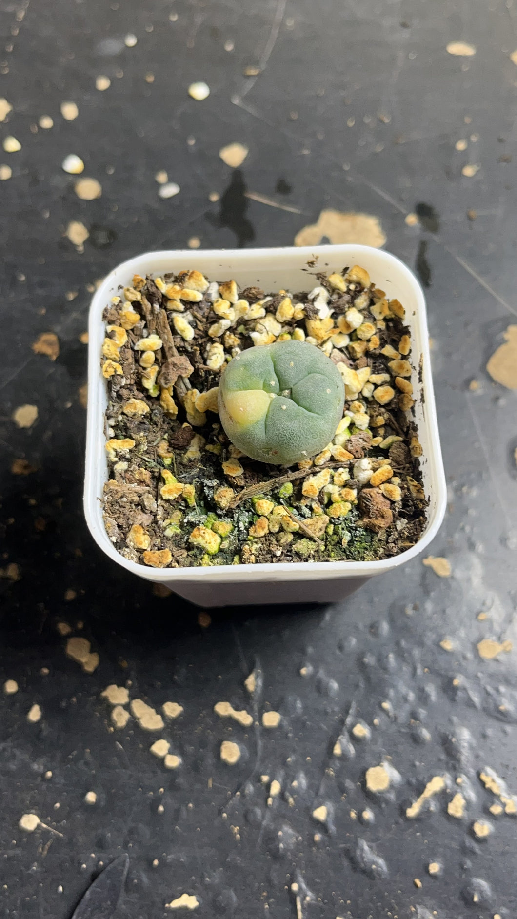 Lophophora peyote Variegated