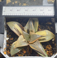 Load image into Gallery viewer, Haworthia variegated
