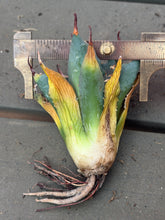 Load image into Gallery viewer, Agave utahensis var. eborispina
