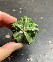 Load image into Gallery viewer, Astrophytum myriostigma cv. Onzuka f. tricostatum Fukuryiu
