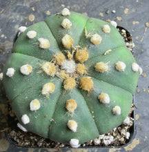 Load image into Gallery viewer, Astrophytum asterias
