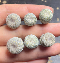 Load image into Gallery viewer, Epithelantha bokei
