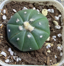 Load image into Gallery viewer, Astrophytum asterias
